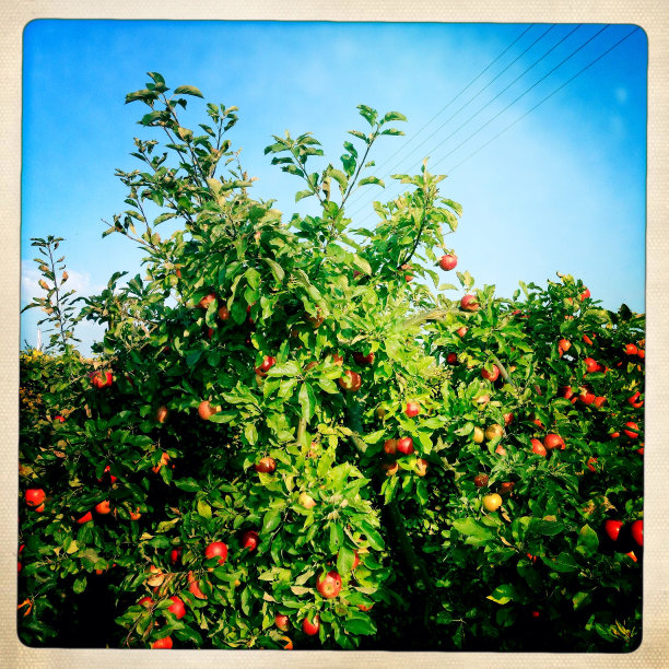 苹果树图片下载