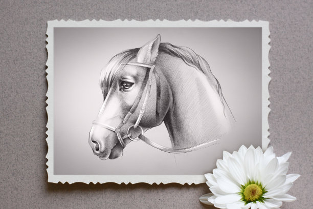 铅笔肖像画的马头在复古的框架图片下载