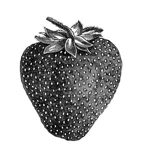 草莓仿古插画图片下载