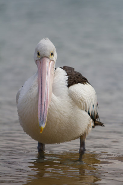 澳大利亚鹈鹕图片下载