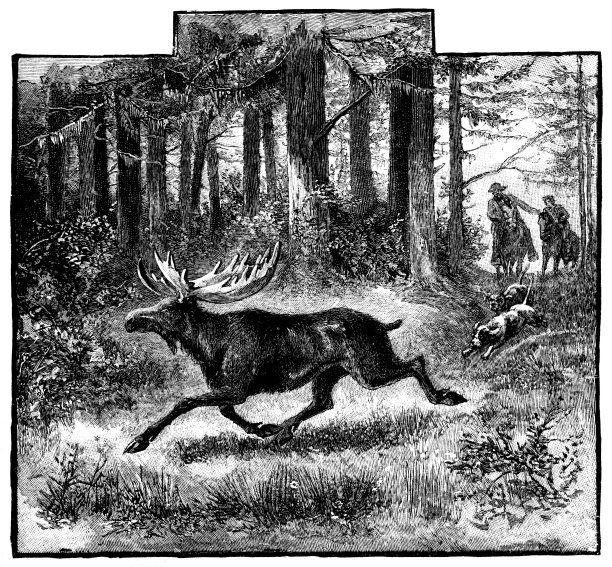 追逐一只麋鹿图片下载