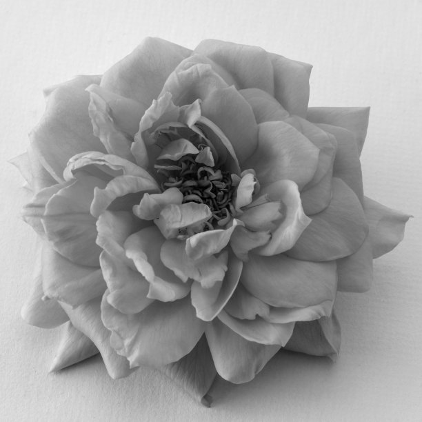 美丽的玫瑰图片下载