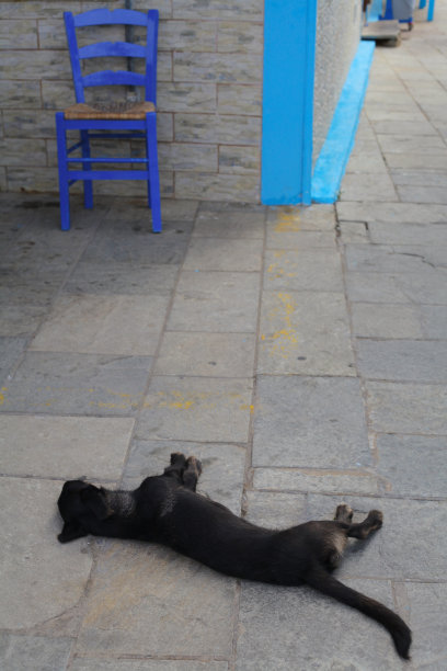 狗的生活图片下载