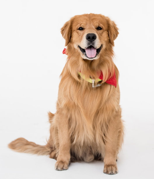 漂亮的金毛寻回犬图片下载