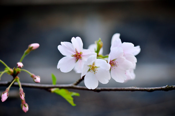 白色的樱花图片下载