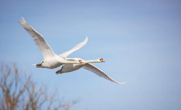 飞翔的天鹅图片下载