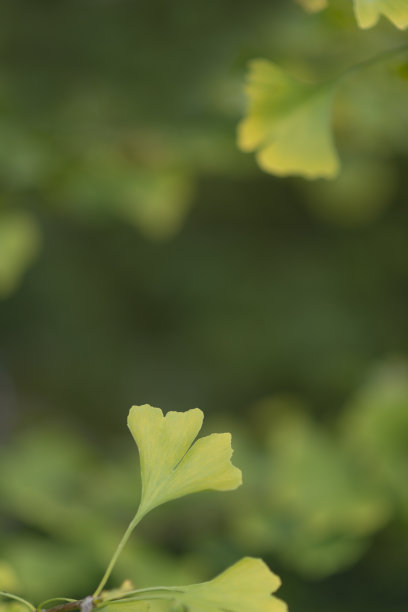 银杏的叶子图片下载