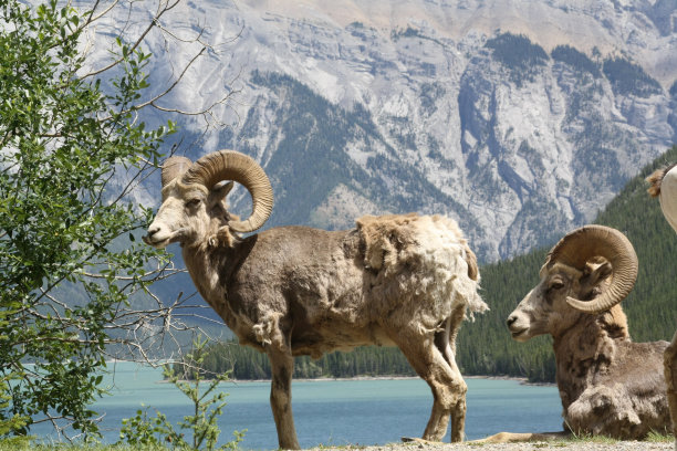 野生Ram图片下载