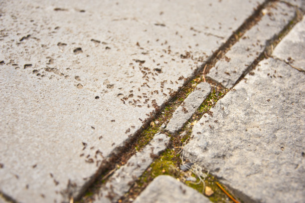 蚂蚁集群图片下载