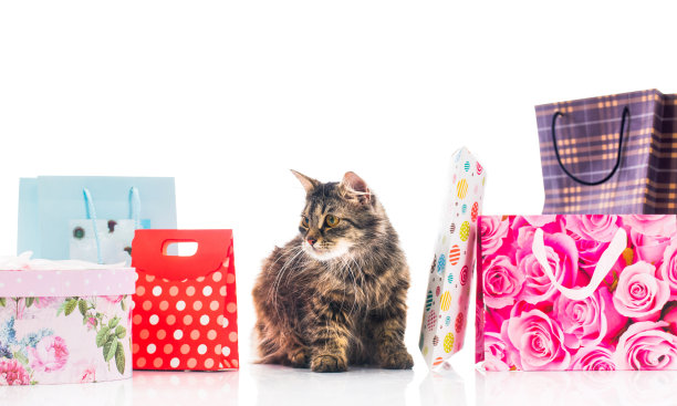 猫和购物袋。图片下载