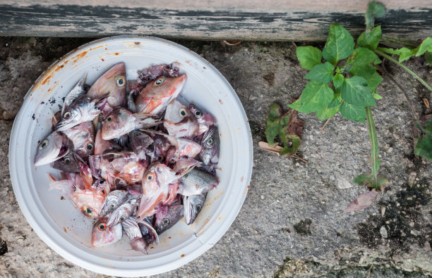 塑料盘里的红色鲻鱼头图片下载