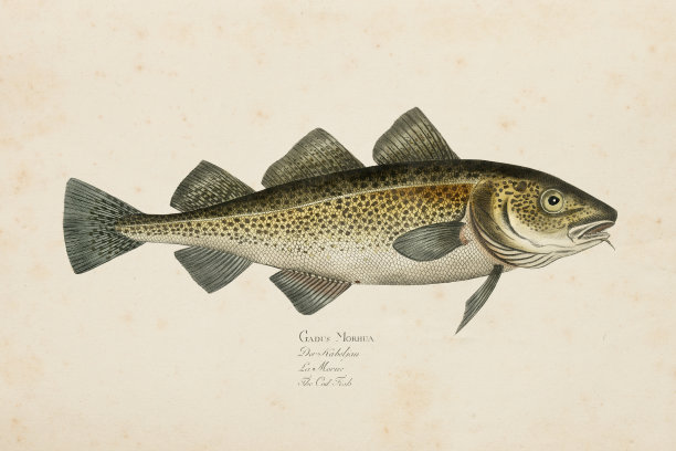 1785年雕刻的大西洋鳕鱼图片下载