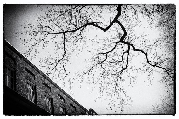 树木及旧建筑物(B&W)图片下载