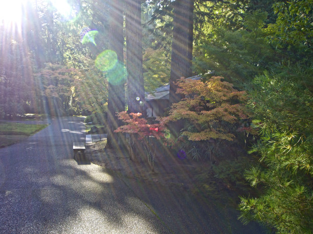 日本花园阳光镜头光晕落树灌木丛波特兰俄勒冈图片下载