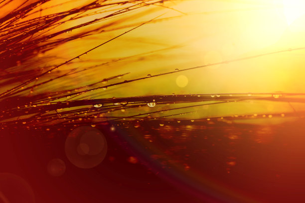 晨露草地素材图片