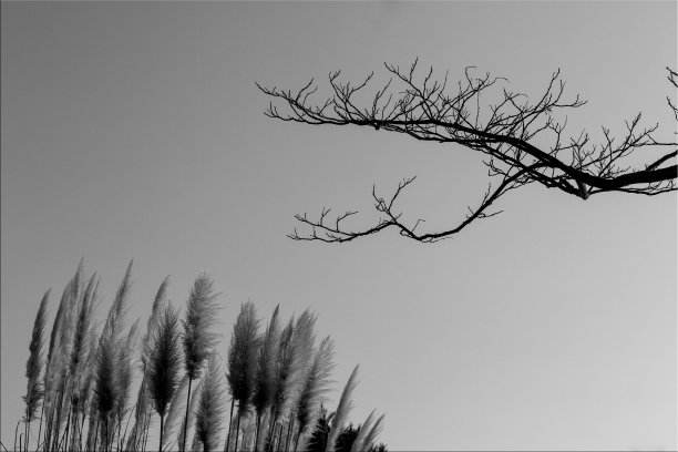 收割小麦。图片下载