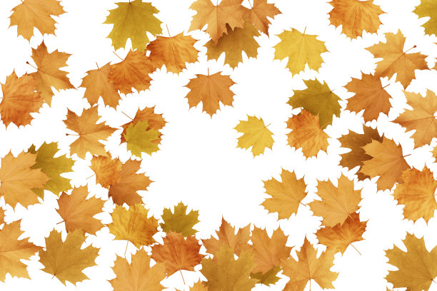 秋叶A21图片下载