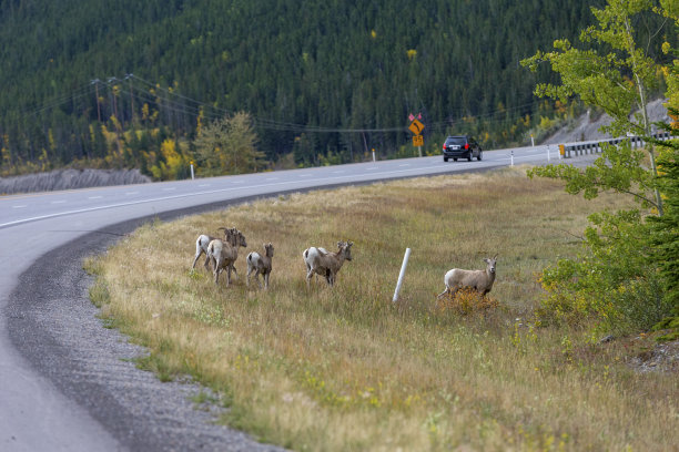 班夫国家公园公路之旅穿过加拿大的落基山脉图片下载