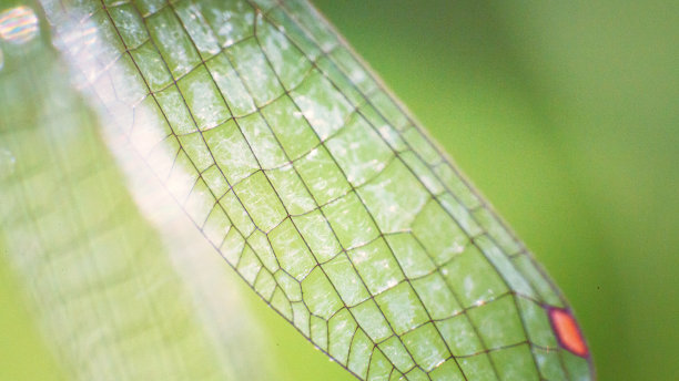 豆娘的翅膀图片下载