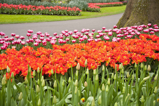 库肯霍夫花园图片下载