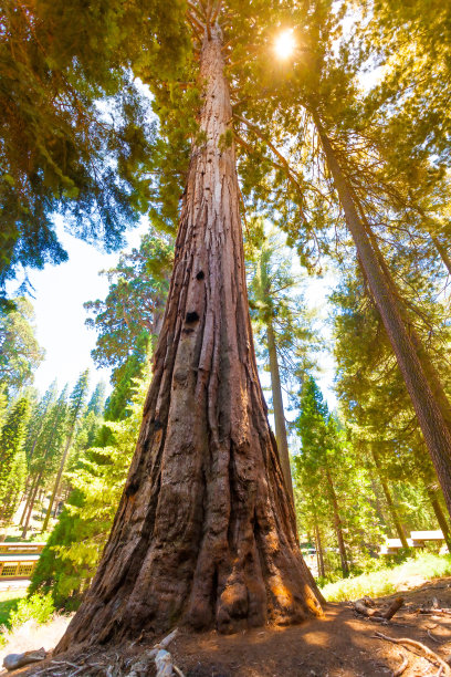 大红杉林和阳光透过树叶图片下载