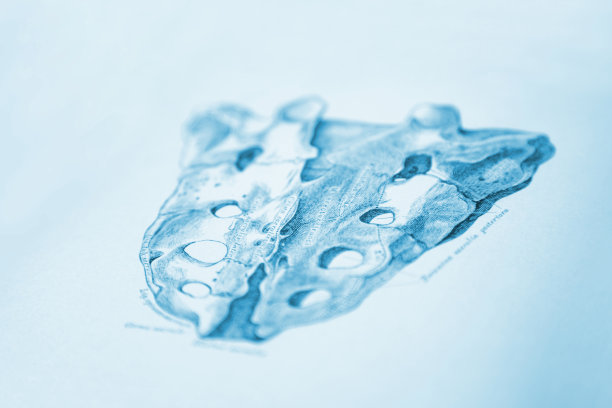 人类骶骨图片下载