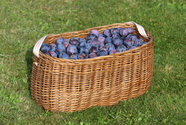 装满李子的篮子图片下载