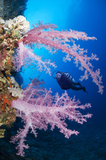 紫色树木图片下载