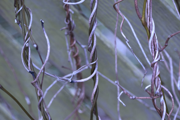 攀爬树枝图片下载