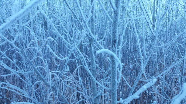 弗罗斯特的背景图片下载