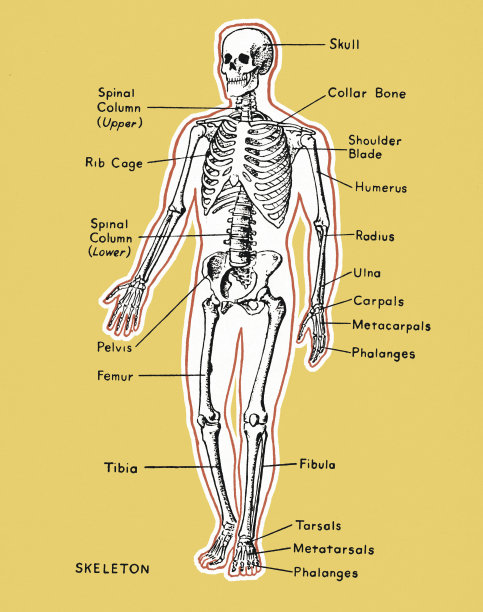 骨架图图片下载