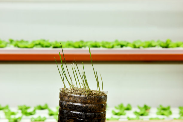 室内农场种植的豆芽图片下载