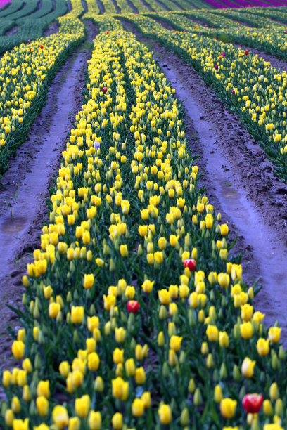 Receeding行图片下载