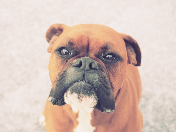 拳师狗图片下载