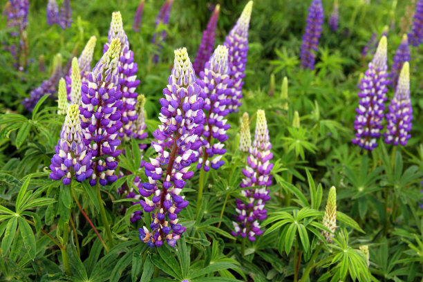 夏天卢平图片下载