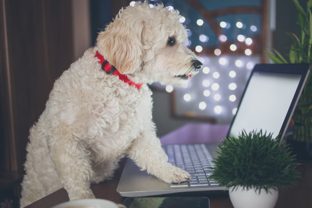 狗狗在笔记本电脑上工作图片下载