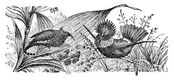 雪帽蜂鸟和花枝招展的卖弄风情图片下载