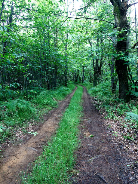 路在森林图片下载