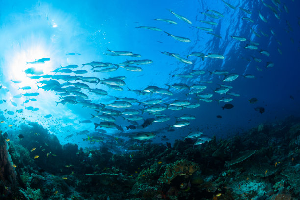 鲹鱼，鲷鱼，花冠鱼，蝴蝶鱼，鱼天堂拉贾安帕，巴布亚岛，印度尼西亚素材图片