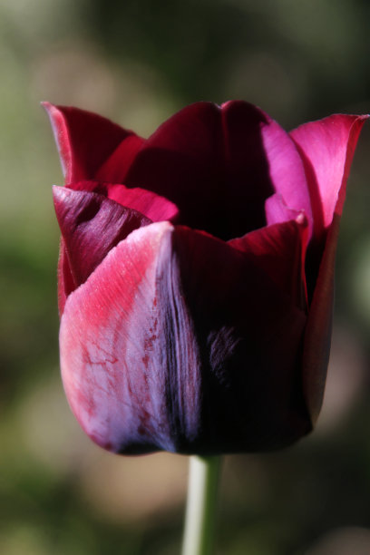 郁金香图片下载