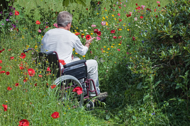 坐在轮椅上的老人在盛开的草地上触摸鲜花图片下载