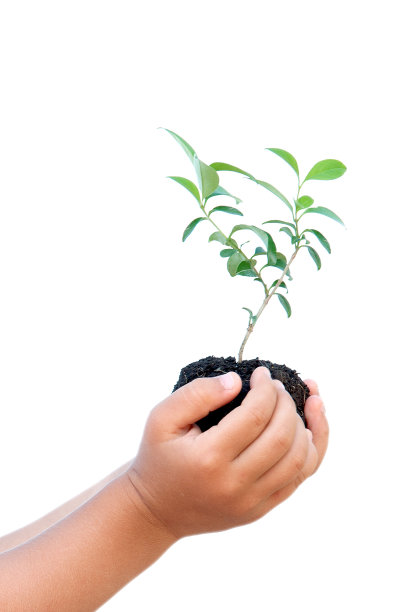 小棕榈树中的树图片下载