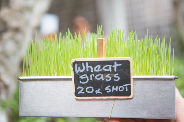 小麦草图片下载