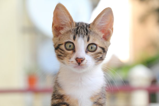 天性可爱的小猫素材图片