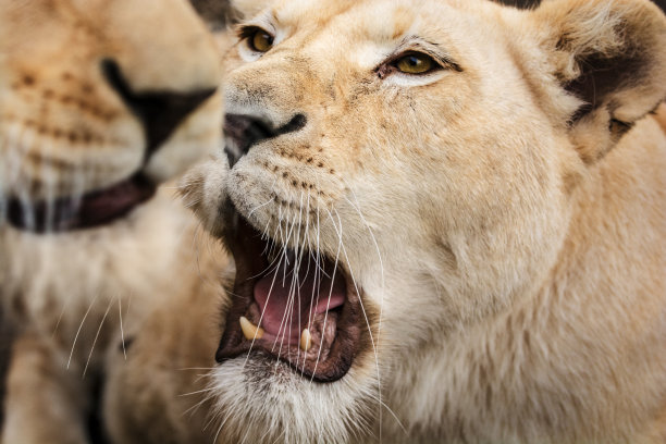 狮子群的特写图片下载