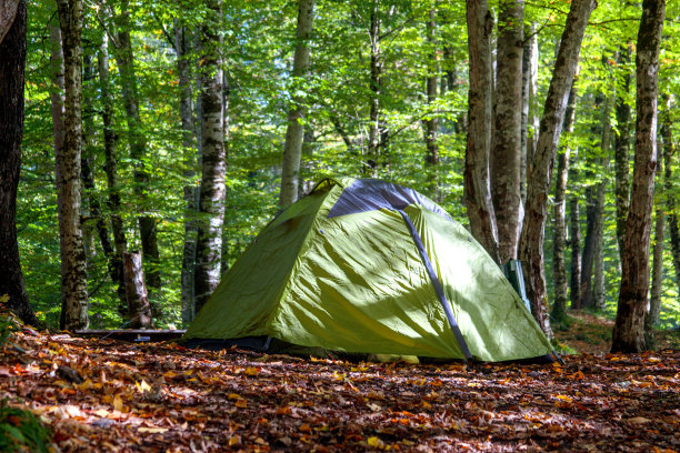 森林中的帐篷图片下载