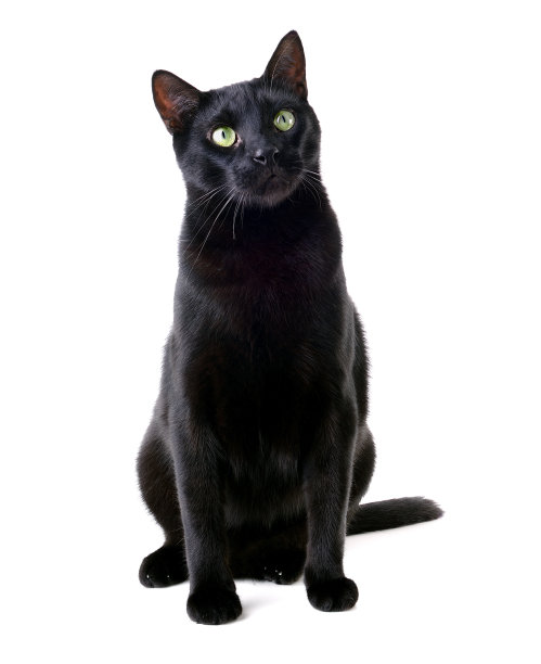 美丽的黑猫坐着图片下载
