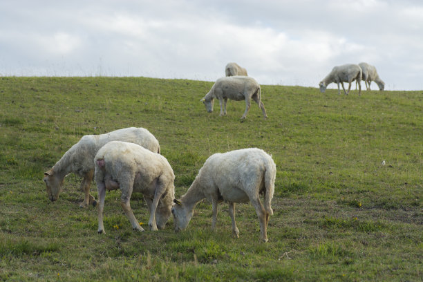 田野里的羊图片下载
