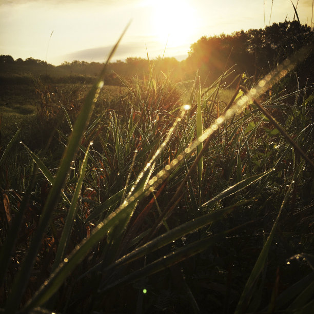 美丽的日出透过草地的长草图片下载