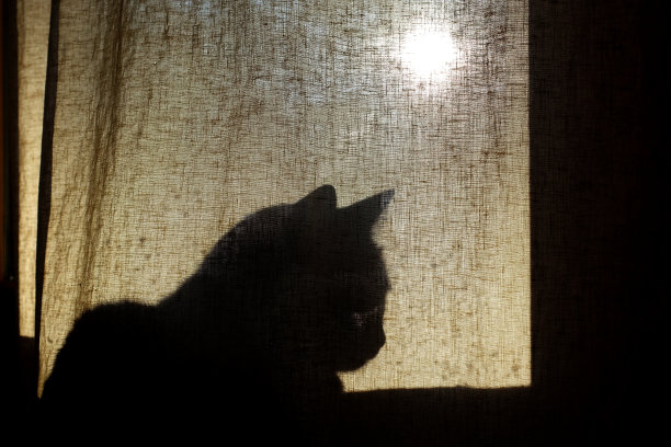 窗帘上的猫影图片下载